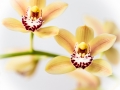 Orchidées