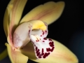 Orchidées