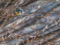 Mésange bleue