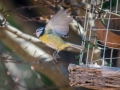 Mésange bleue