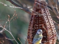 Mésange bleue