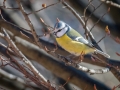 Mésange bleue