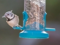 Mésange huppée
