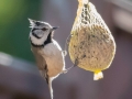 Mésange huppée