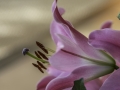 Fleurs