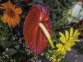 Fleurs