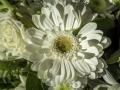 Fleurs