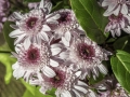 Fleurs