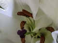 Fleurs