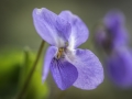 Violette