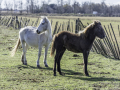Camargue/Cheval,