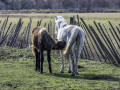Camargue/Cheval,