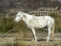 Camargue/Cheval,