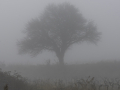 Brouillard