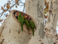 Conure à tête rouge