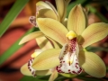 Orchidées-13.jpg