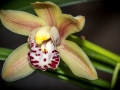 Orchidées-2.jpg