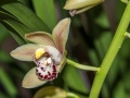 Orchidées-3.jpg