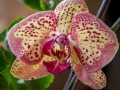 Orchidées-4.jpg