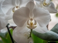 Orchidées-7.jpg