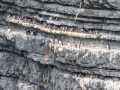 guillemot de troïl