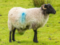 Mouton