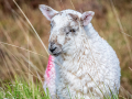 Mouton