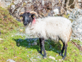 Mouton