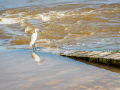 Aigrette Garzette