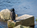 Cormoran