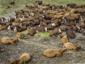 La Plagne, Vache