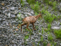 France, Mercantour/chamois