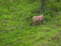 France, Mercantour/chamois