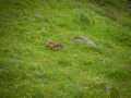 France, Mercantour/ Marmotte