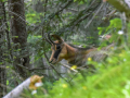 France, Mercantour/chamois