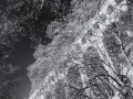 DSC_0248-Modifier