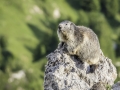 La Plagne /Marmottes
