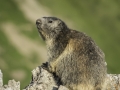La Plagne /Marmottes