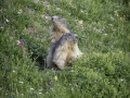 La Plagne /Marmottes
