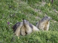 La Plagne /Marmottes