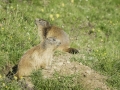 La Plagne /Marmottes