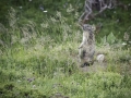 La Plagne /Marmottes