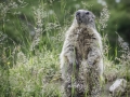 La Plagne /Marmottes