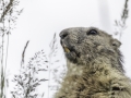 La Plagne /Marmottes