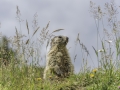 La Plagne /Marmottes