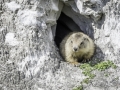La Plagne /Marmottes