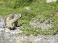 La Plagne /Marmottes