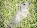La Plagne /Marmottes