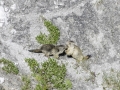 La Plagne /Marmottes