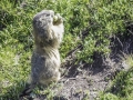 La Plagne /Marmottes